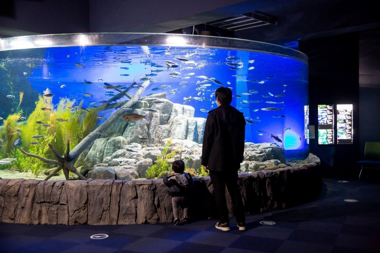 🐟 연어의 고향 치토세 수족관 (사케노 후루사토 치토세 스이조쿠칸) 이미지 5